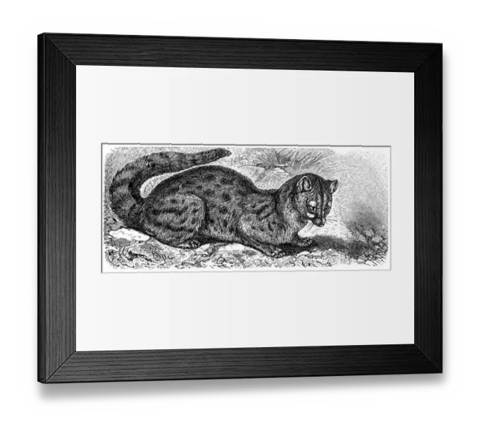 Framed Print : The Common Paradoxure or Palm-Cat (Paradoxurus Typus) Framed Print : The Common Paradoxure or Palm-Cat (Paradoxurus Typus)