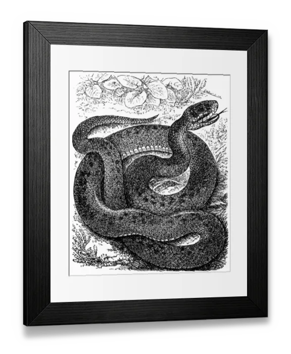 Framed Print : Coronella austriaca (smooth snake) Framed Print : Coronella austriaca (smooth snake)