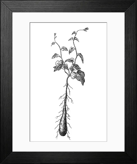 Framed Print : Yam (Dioscorea) Framed Print : Yam (Dioscorea)