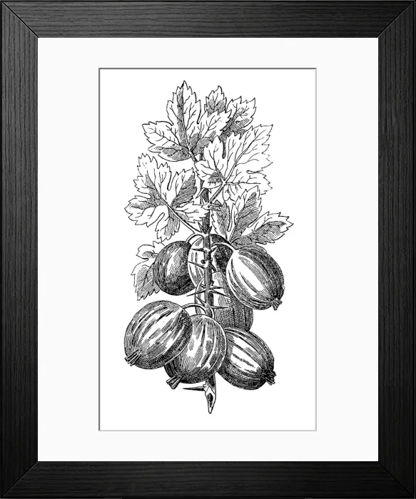 Framed Print : Gooseberry Framed Print : Gooseberry