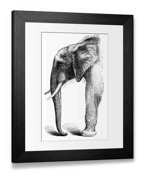 Framed Print : African Elephant Framed Print : African Elephant