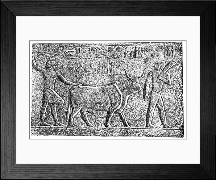 Framed Print : Ancient Egypt agriculture Framed Print : Ancient Egypt agriculture