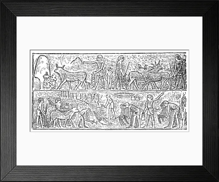 Framed Print : Ancient Egypt agriculture Framed Print : Ancient Egypt agriculture