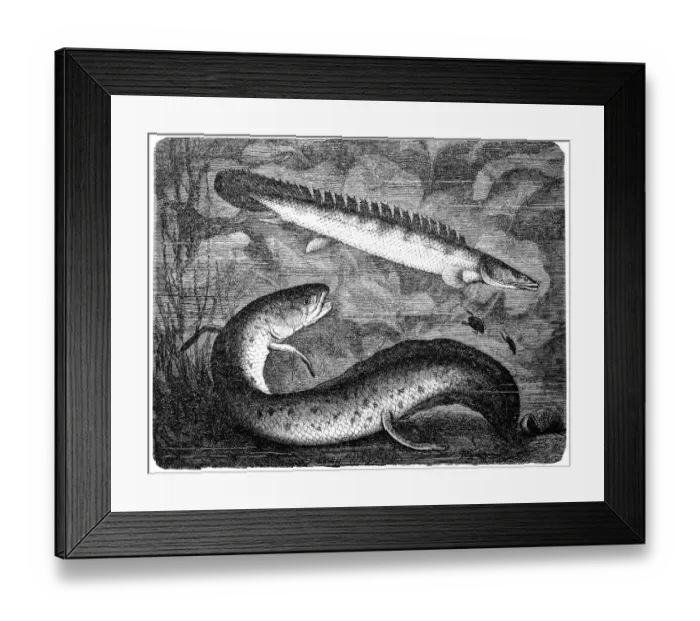 Framed Print : African lungfishes(protopterus annectens) and bichir reedfish Framed Print : African lungfishes(protopterus annectens) and bichir reedfish