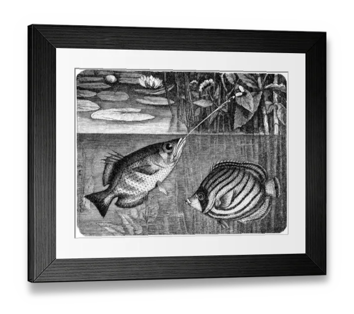 Framed Print : Scrawled Butterflyfish (Chaetodon meyeri) and Banded archerfish (Toxotes jaculatrix) Framed Print : Scrawled Butterflyfish (Chaetodon meyeri) and Banded archerfish (Toxotes jaculatrix)