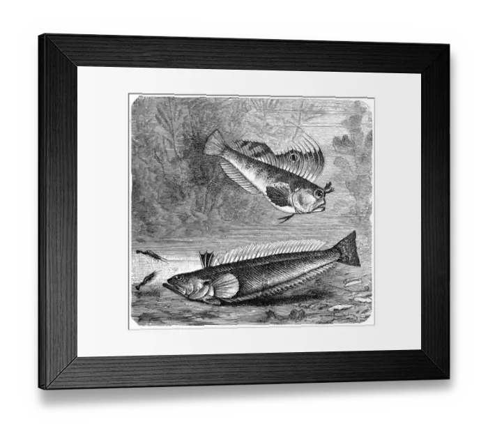 Framed Print : Blennius ocellaris (Butterfly blenny) and The greater weever (Trachinus draco) Framed Print : Blennius ocellaris (Butterfly blenny) and The greater weever (Trachinus draco)