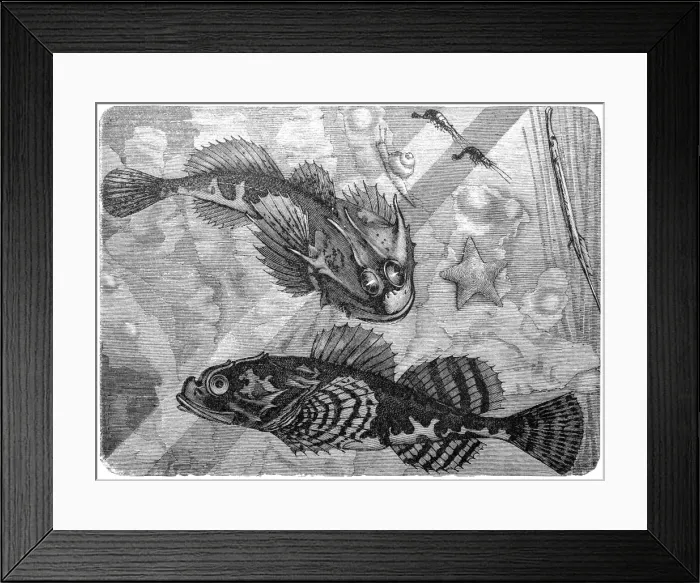Framed Print : Sea scorpion (Cottus scorpius, Cottus bubalis) Framed Print : Sea scorpion (Cottus scorpius, Cottus bubalis)