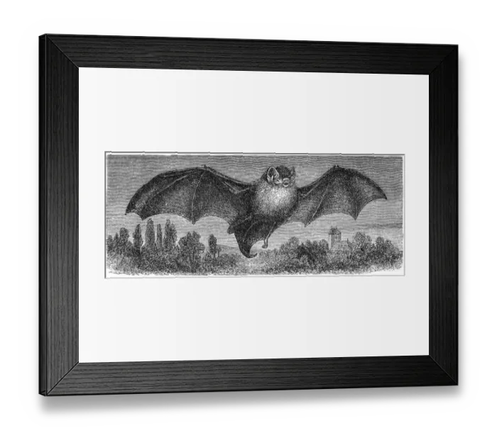 Framed Print : The common bent-wing bat, Schreibers long-fingered bat, or Schreibers bat (Miniopterus schreibersii) Framed Print : The common bent-wing bat, Schreibers long-fingered bat, or Schreibers bat (Miniopterus schreibersii)