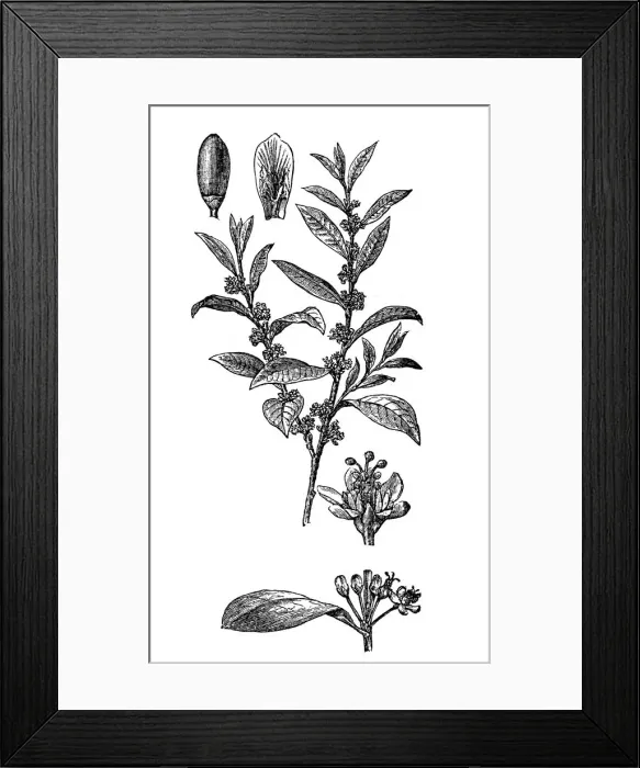 Framed Print : Amazonian coca (Erythroxylum coca) Framed Print : Amazonian coca (Erythroxylum coca)