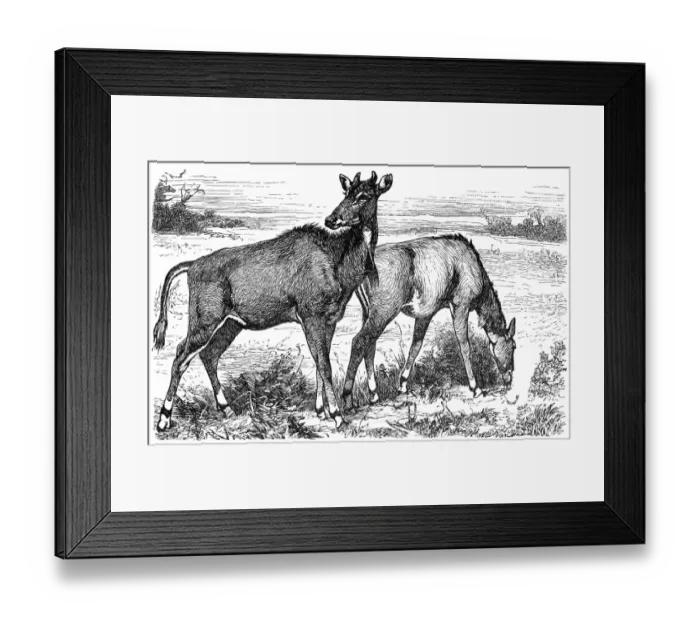 Framed Print : Picta Antelope or Nylgau (Portax pictus) Framed Print : Picta Antelope or Nylgau (Portax pictus)