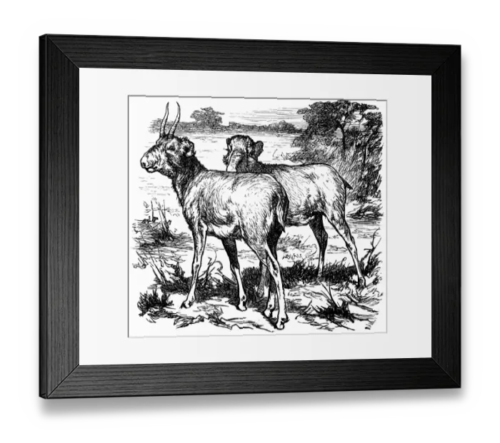 Framed Print : Saiga (Saiga tatarica)
