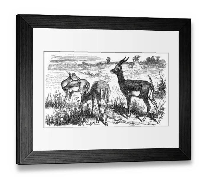 Framed Print : Blackbuck antelope (Strepsiceros cervicapra)