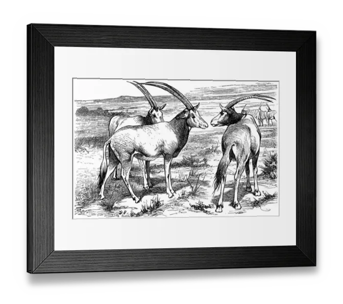 Framed Print : Arabian Oryx (Oryx leucoryx) Framed Print : Arabian Oryx (Oryx leucoryx)
