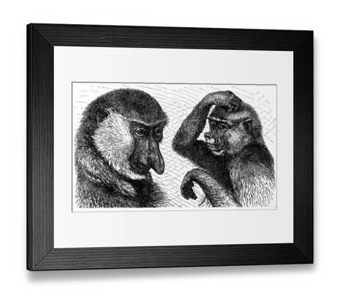 Framed Print : Long-nosed monkey (Nasalis larvatus), male left and female right Framed Print : Long-nosed monkey (Nasalis larvatus), male left and female right