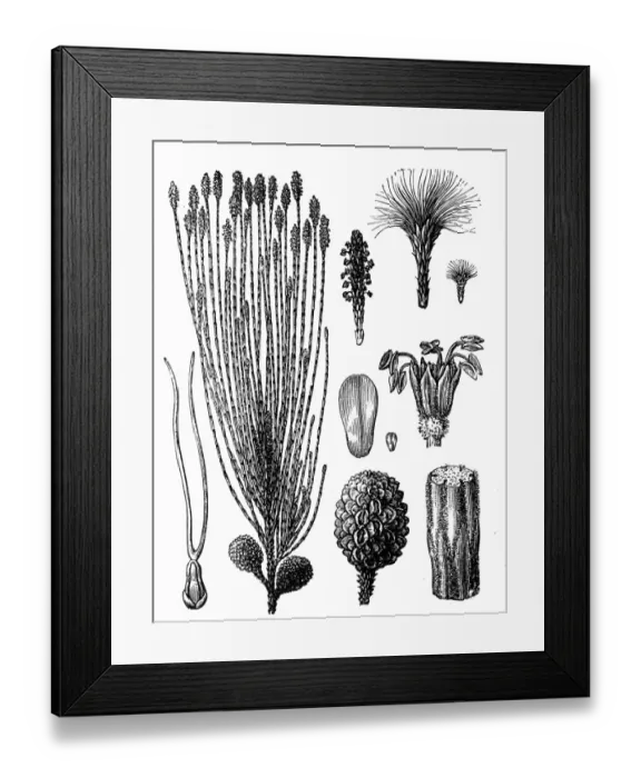 Framed Print : Casuarina equisetifolia Framed Print : Casuarina equisetifolia