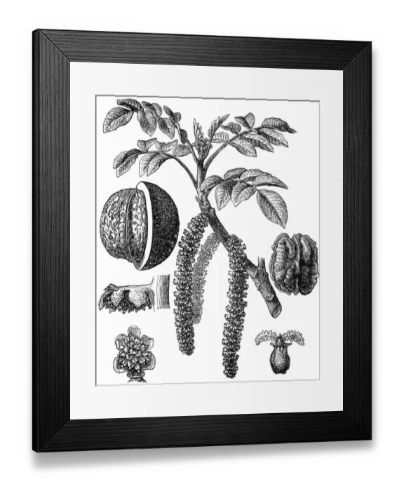 Framed Print : Juglans regia (Persian walnut) Framed Print : Juglans regia (Persian walnut)