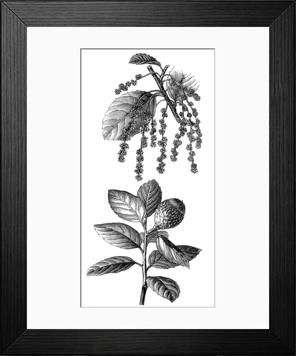 Framed Print : Quercus suber (cork oak) Framed Print : Quercus suber (cork oak)
