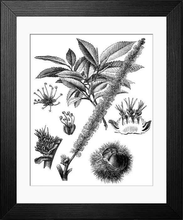 Framed Print : Chestnut (Castanea vesca)