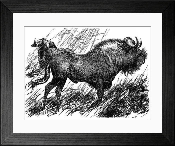 Framed Print : Gnu (catoblepas gnu) Framed Print : Gnu (catoblepas gnu)