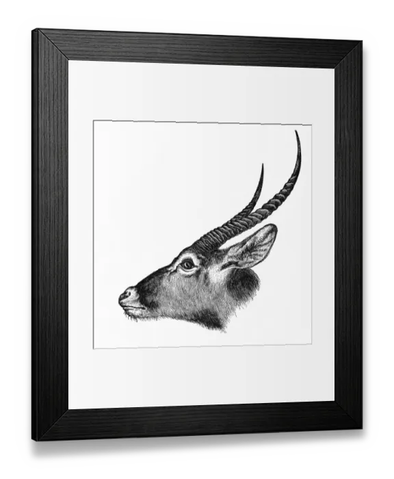 Framed Print : Lichtensteins Hartebeest (Alcelaphus buselaphus) Framed Print : Lichtensteins Hartebeest (Alcelaphus buselaphus)
