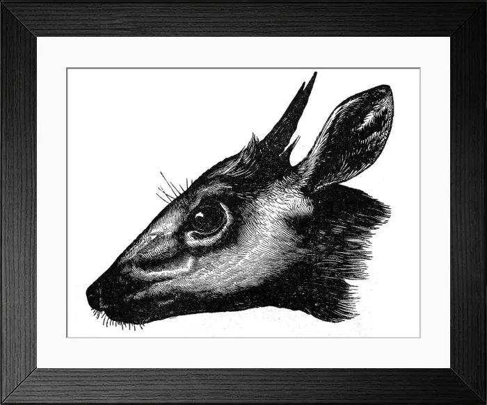Framed Print : Common duiker (Sylvicapra grimmia) Framed Print : Common duiker (Sylvicapra grimmia)
