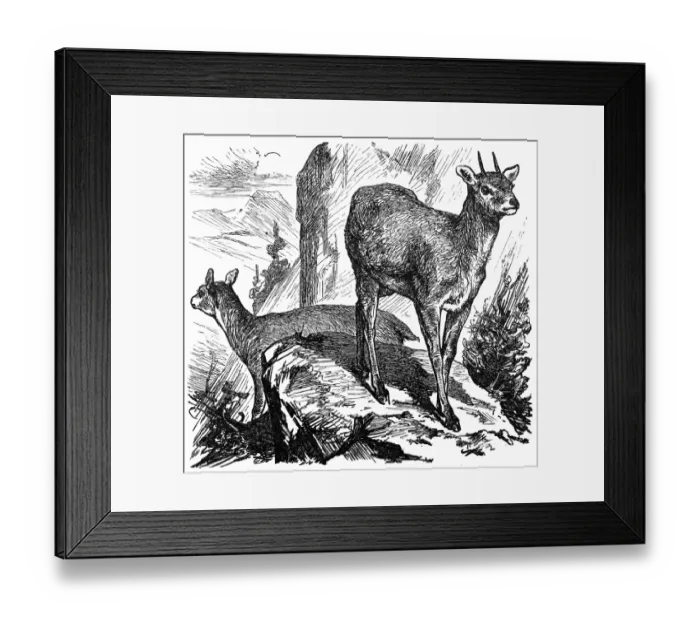 Framed Print : Klipspringer or mvundla, Oreotragus Saltatrix or Oreotragus oreotragusi Framed Print : Klipspringer or mvundla, Oreotragus Saltatrix or Oreotragus oreotragusi