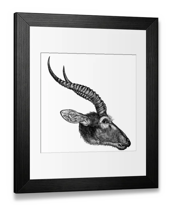 Framed Print : Kob (Kobus kob) Framed Print : Kob (Kobus kob)