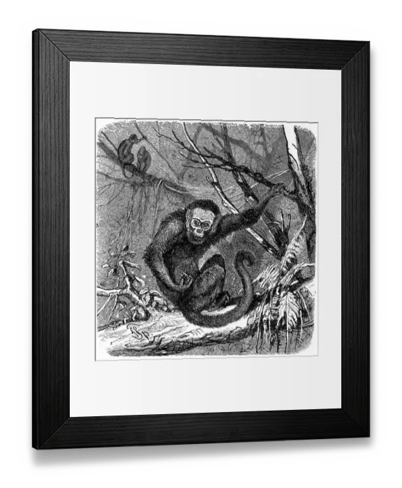Framed Print : White-headed capuchin (Cebus Capucinus) Framed Print : White-headed capuchin (Cebus Capucinus)