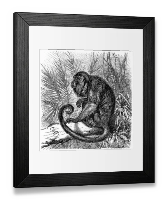 Framed Print : Ursine howler Framed Print : Ursine howler