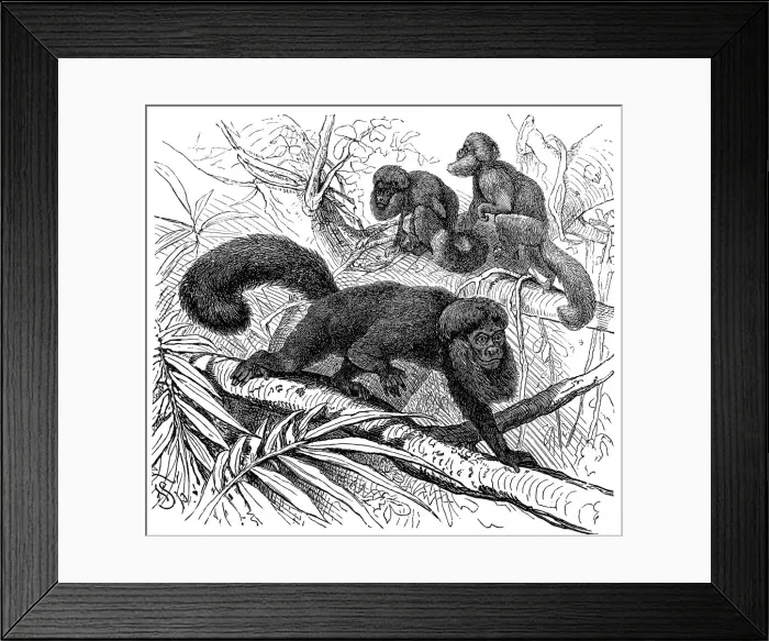Framed Print : The black bearded saki (Chiropotes satanas) Framed Print : The black bearded saki (Chiropotes satanas)