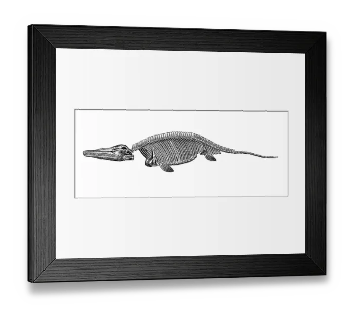 Framed Print : Ichthyosaurus Framed Print : Ichthyosaurus