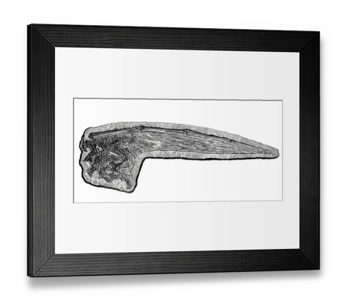Framed Print : Pterodactylus wing Framed Print : Pterodactylus wing