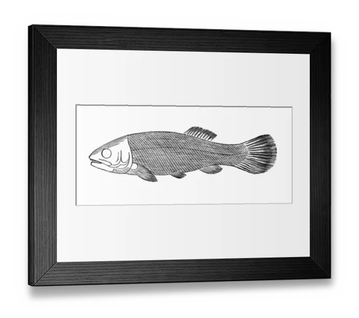 Framed Print : Fish Megalurus Framed Print : Fish Megalurus