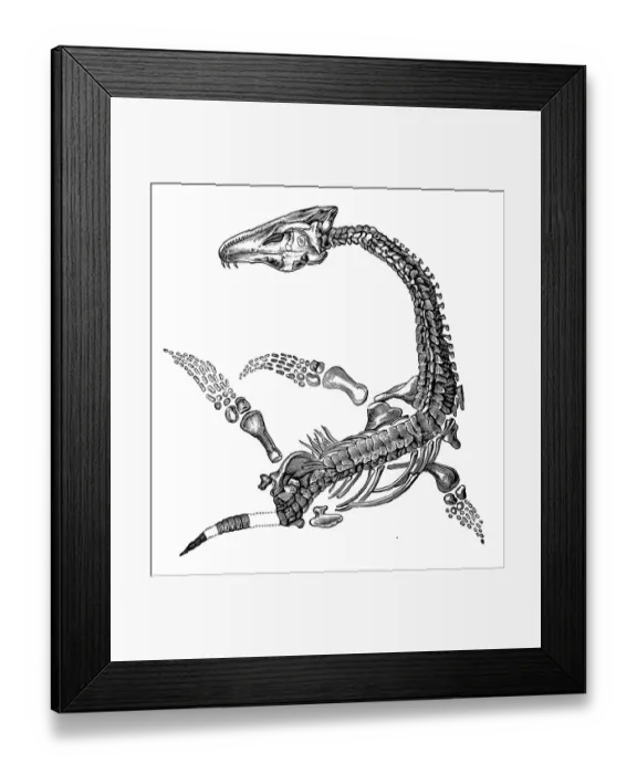 Framed Print : Plesiosaurus Framed Print : Plesiosaurus