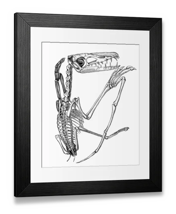 Framed Print : Pterodactylus Framed Print : Pterodactylus