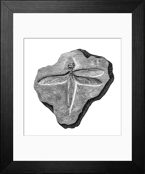 Framed Print : Dragonfly. Antique illustration of a Dragonfly fossil