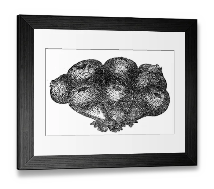 Framed Print : Bovista plumbea (paltry puffball) Framed Print : Bovista plumbea (paltry puffball)