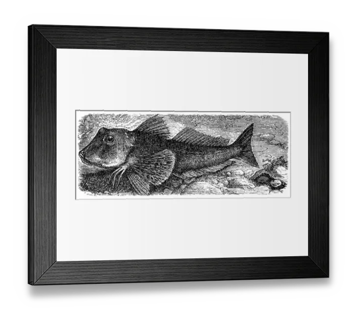 Framed Print : Trigla Hirundo (Chelidonichthys Lucernus) Framed Print : Trigla Hirundo (Chelidonichthys Lucernus)