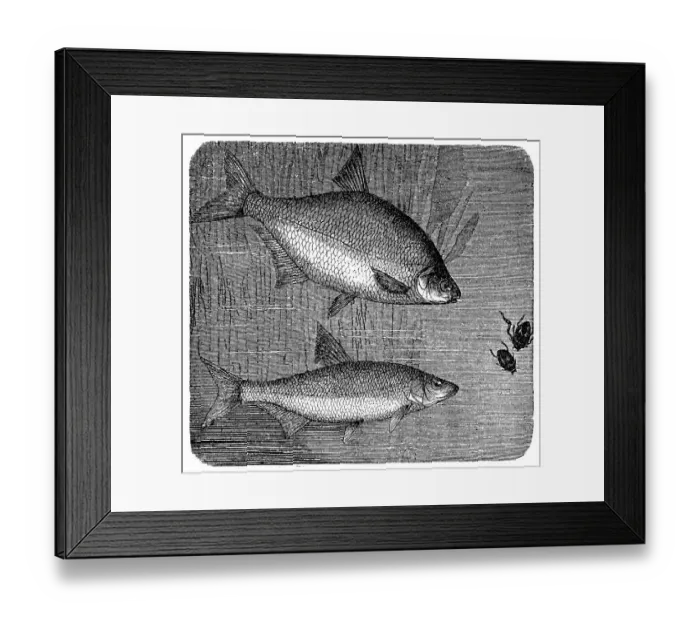 Framed Print : Breams (Abramis brama and Abramis vimba) Framed Print : Breams (Abramis brama and Abramis vimba)