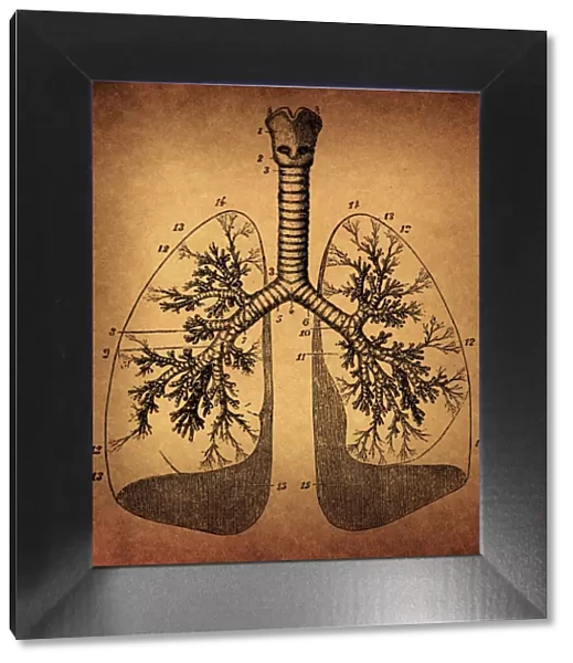 Human Lungs anatomy