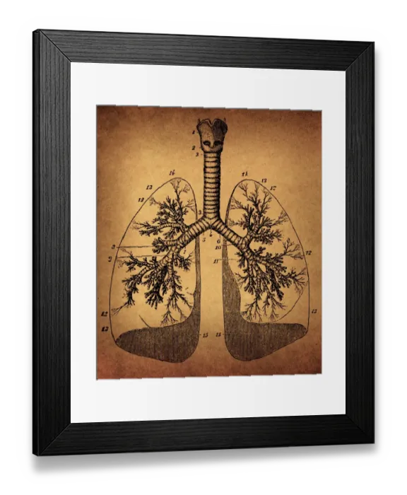 Framed Print : Human Lungs anatomy Framed Print : Human Lungs anatomy