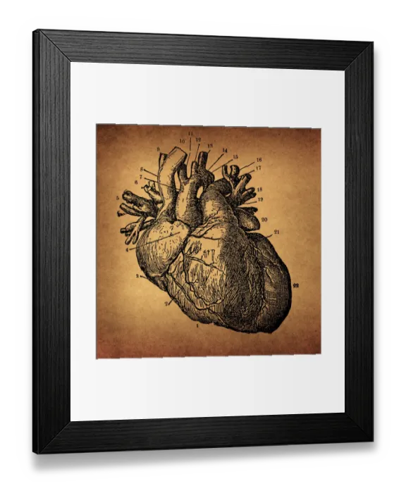Framed Print : Human Heart Engraving