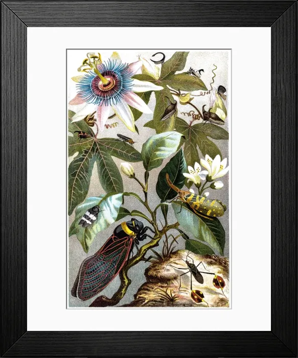 Framed Print : Cicada. Illustration of Cicada Framed Print : Cicada. Illustration of Cicada