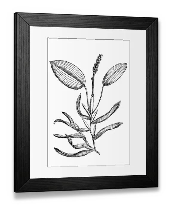 Framed Print : Floating pondweed Framed Print : Floating pondweed