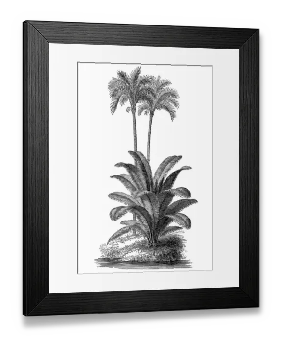Framed Print : Ivory tree (Phytelephas macrocarpa) and silver date palm (Phoenix sylvestris) Framed Print : Ivory tree (Phytelephas macrocarpa) and silver date palm (Phoenix sylvestris)