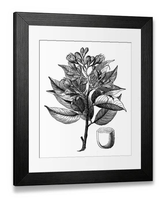 Framed Print : Hymenaea courbaril (courbaril, West Indian locust, Brazilian copal, amami-gum) Framed Print : Hymenaea courbaril (courbaril, West Indian locust, Brazilian copal, amami-gum)