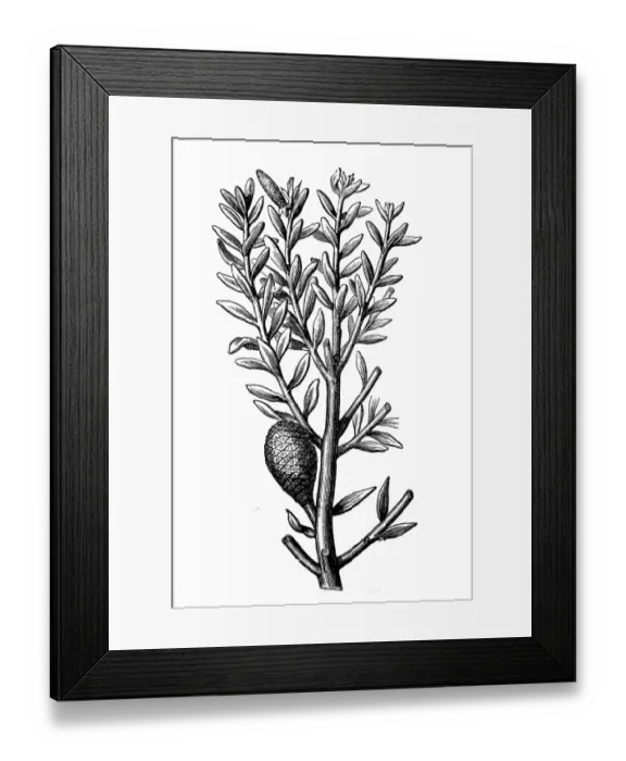 Framed Print : Kauri (Agathis australis) Framed Print : Kauri (Agathis australis)