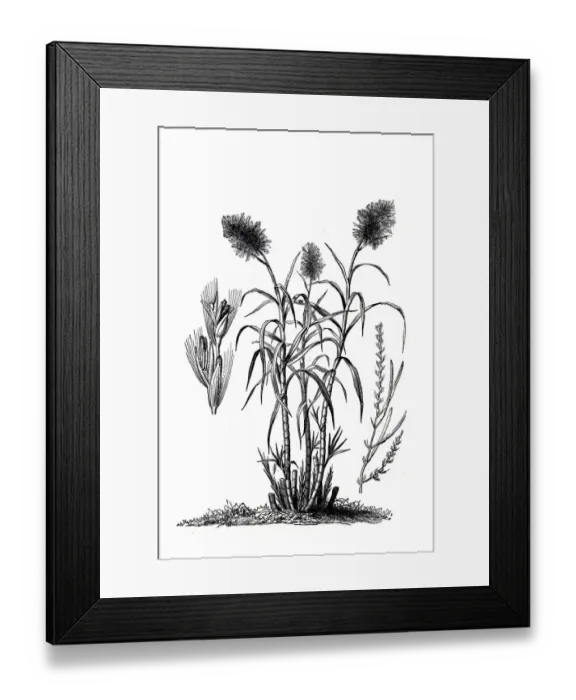Framed Print : Saccharum officinarum (sugarcane)