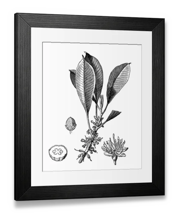 Framed Print : Gutta-percha Framed Print : Gutta-percha