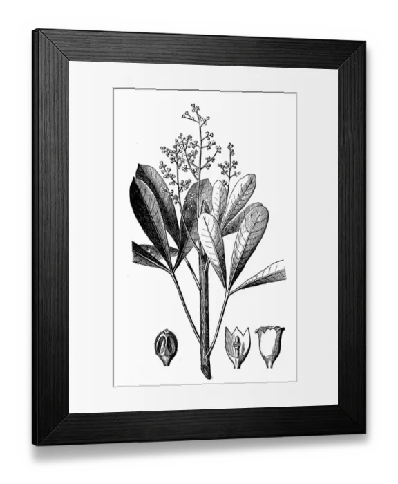 Framed Print : Rubber plant (Hevea guianensis) Framed Print : Rubber plant (Hevea guianensis)
